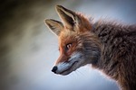 fox, animal, canine, mammal, wildlife, wild, nature, wildlife photography, fox, fox, fox, fox, fox